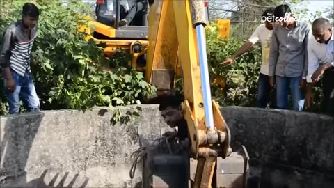 Helping animal