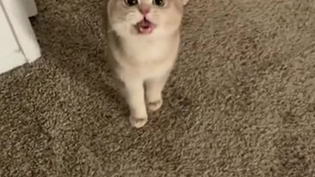 This kitten has something to say!!