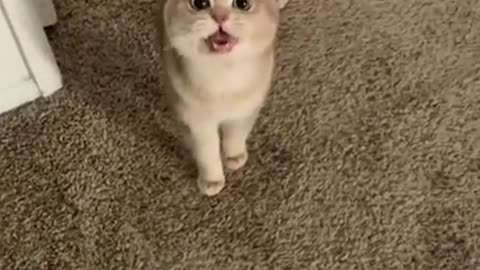 This kitten has something to say!!