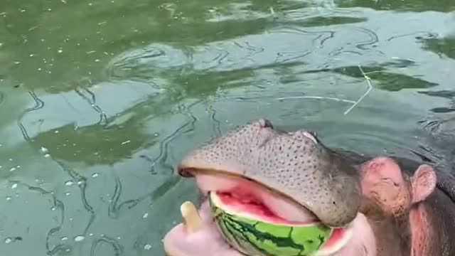 A hippopotamus