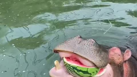 A hippopotamus