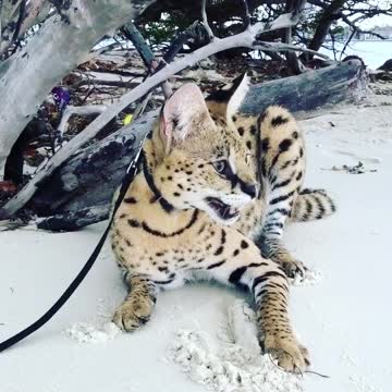 Stryker The Cat Chillin on the beach!