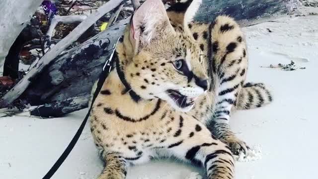 Stryker The Cat Chillin on the beach!