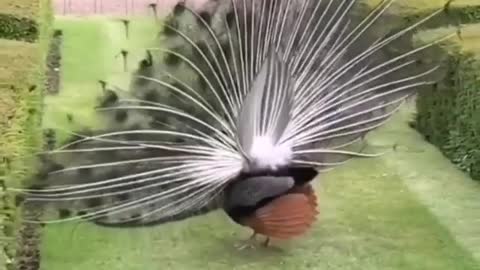 peacock spreads wings