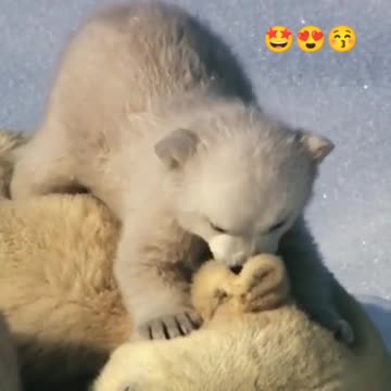 Cute Teddy bears
