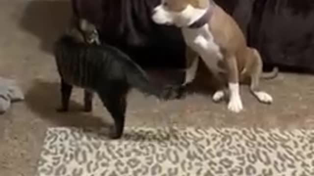 Funny cat and Pit bull are playing together | 2021