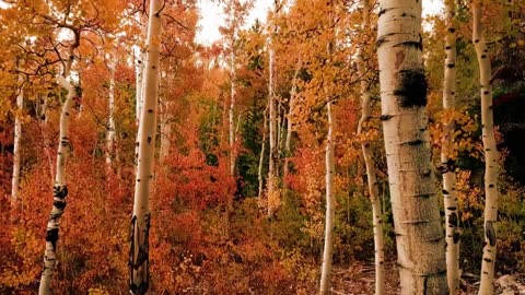 Music in the forest