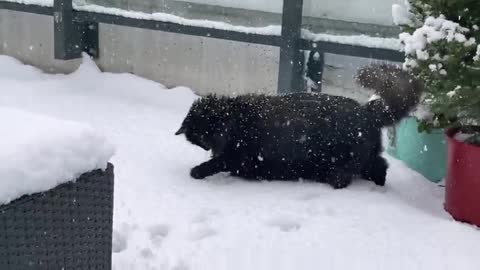 Pair of cats experience snow for the very first time