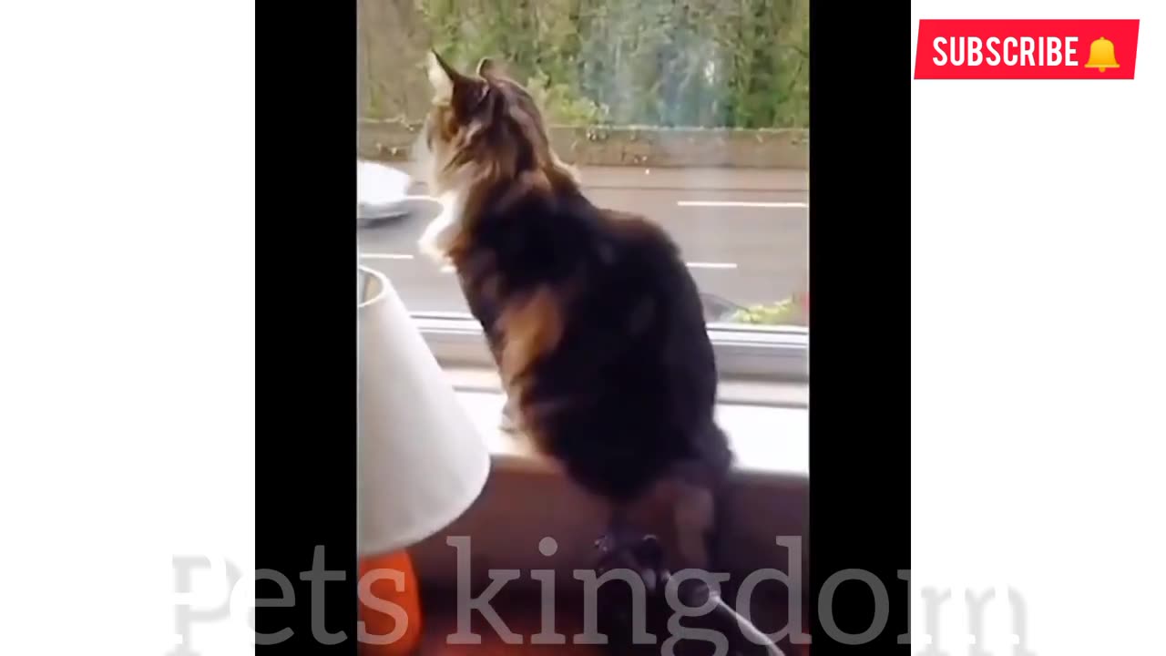 Funny Cat Moments