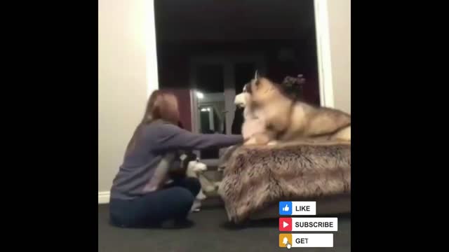 Funny Animals Videos 2022- Best Dogs And Cats Videos