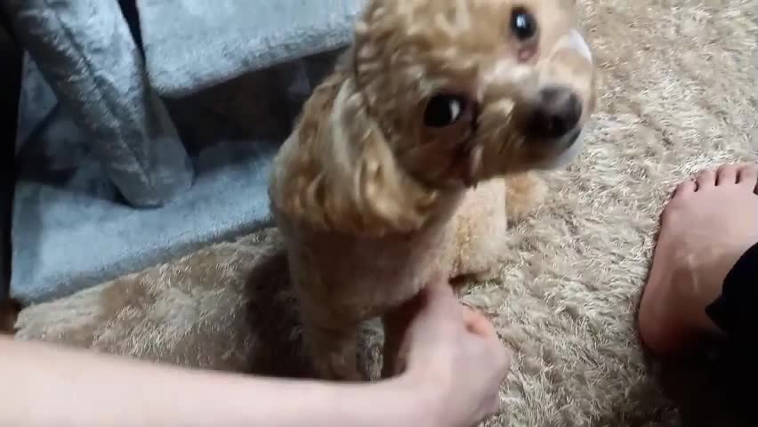 a video of a cute dog tickling.