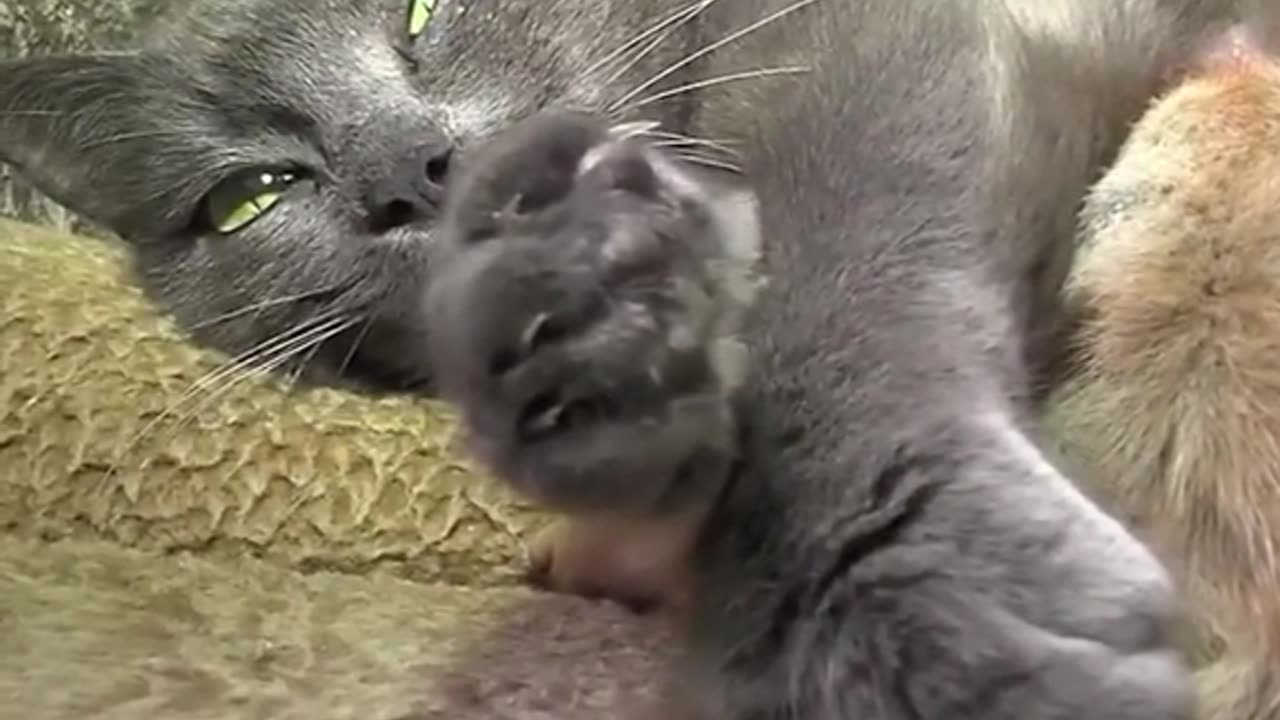 Mommy Cat nurtures her kittens and BABY SQUIRRELS