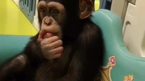 Little chimp in Kitano