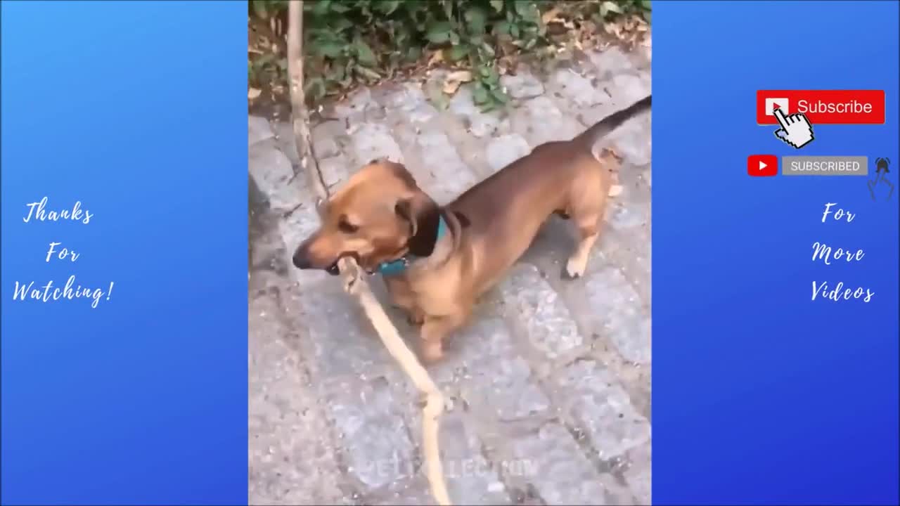 cute dogs complication