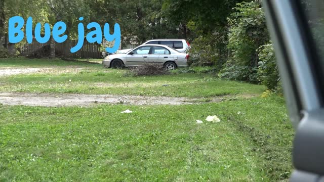 Canadian Blue Jay Bird .