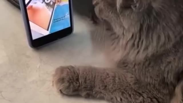 enjoy the cat with mobile phone