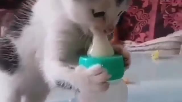 Cats funny cute