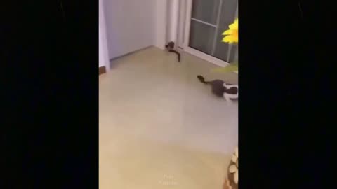 CAT CUTE MOMENTS | PART 7