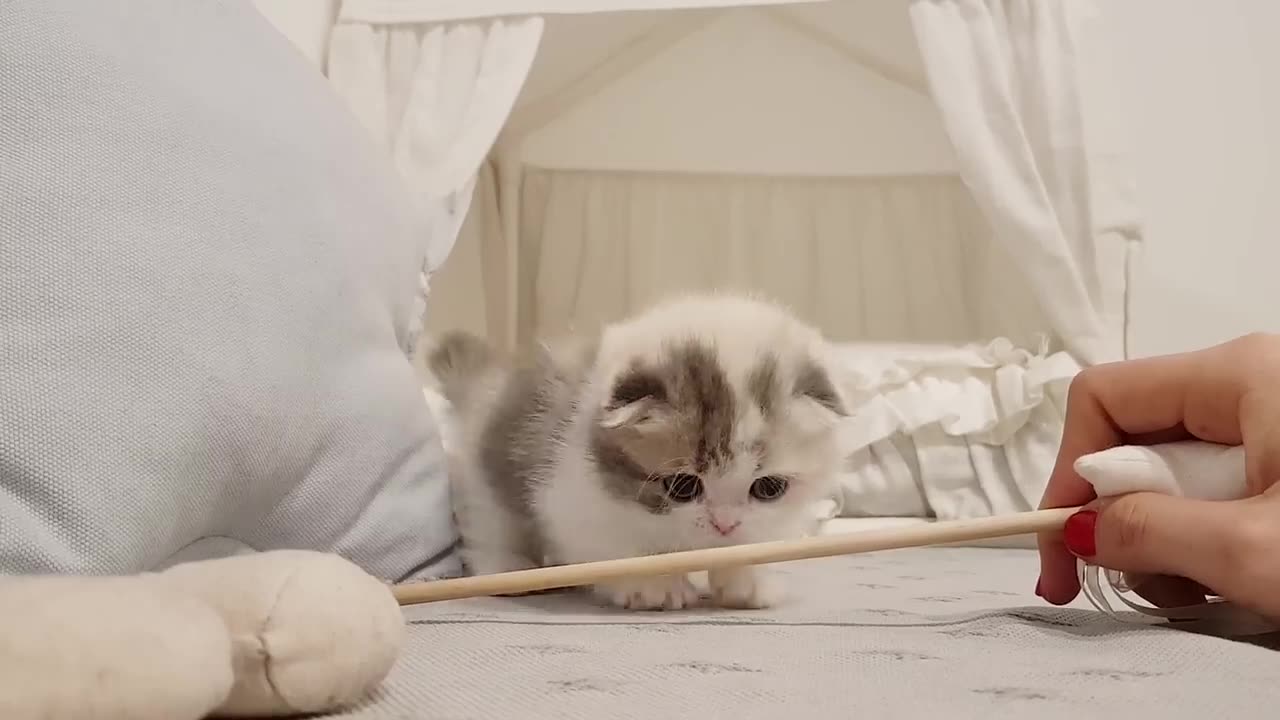 cute kitten videos short leg cat- KimsKennelUS