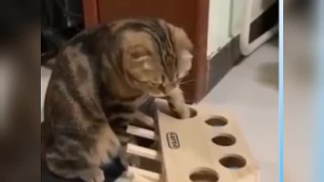 Try to stay SERIOUS -The most popular CAT videos #cat #catfunny #funnyvideos