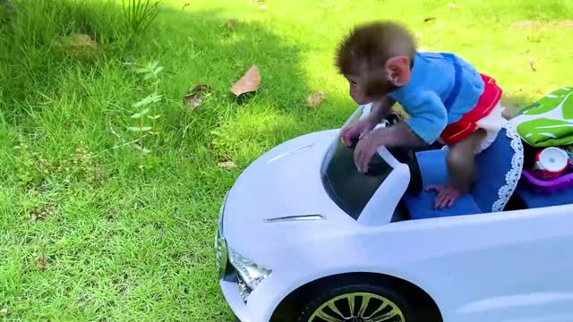 Baby monkey Bon Bon and puppy go to a picnic to eat lunch