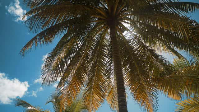 Palm tree on a sunny day