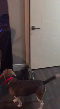 Inteligente gato descubre cómo abrir puertas