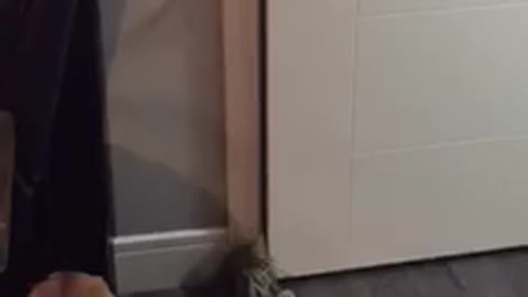 Inteligente gato descubre cómo abrir puertas