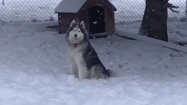 No friends on powder day ❄️ #husky #snowday #snowdog