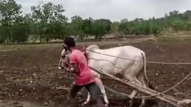 Man acting as ox for the lack of money to farm