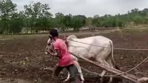 Man acting as ox for the lack of money to farm