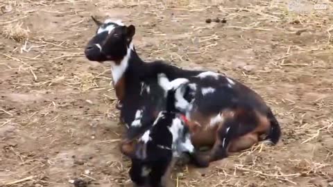 Jumping goat cub annoys other animals
