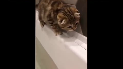 Cute cat video 🥰