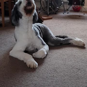 Dogs impression of a siren