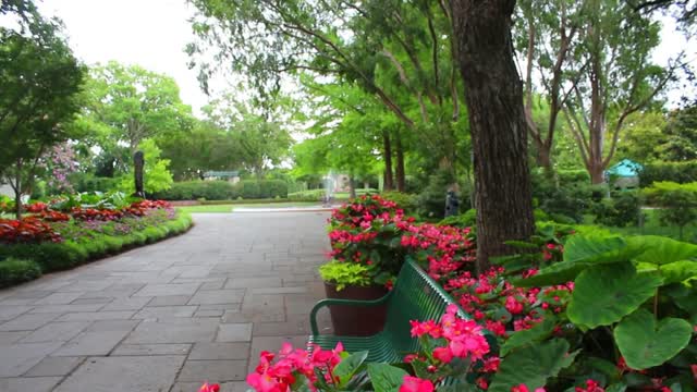 Nature Flowers