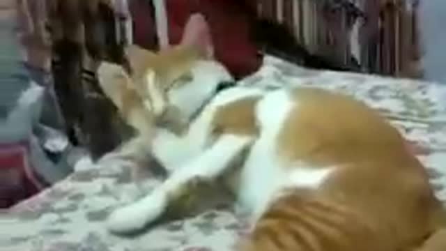 This cat is nicknamed the sleepyhead
