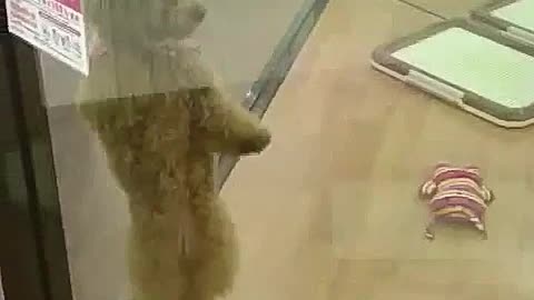 Cute Dog Dance with Music very cool