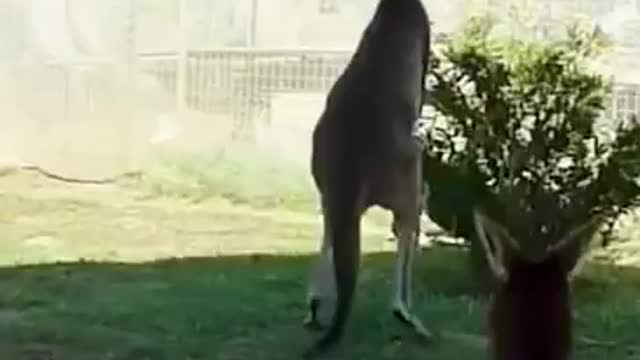 FUNNY ANIMALS