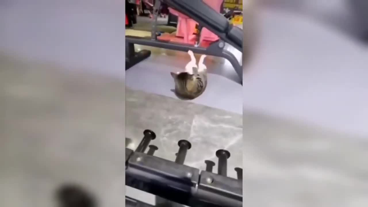The cute and funny reaction of animals