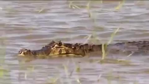 Anaconda Vs Crocodile Big Fight 2021