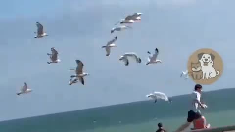 funny birds