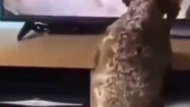 Funny Animal Video Compilation.