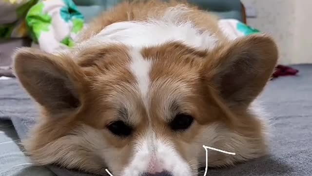 Only you, my dear puppy, will never leave me.