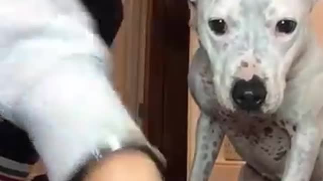 Best funy dog video