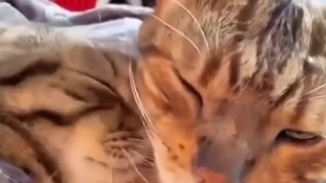Cute, beautiful and sweet cats
