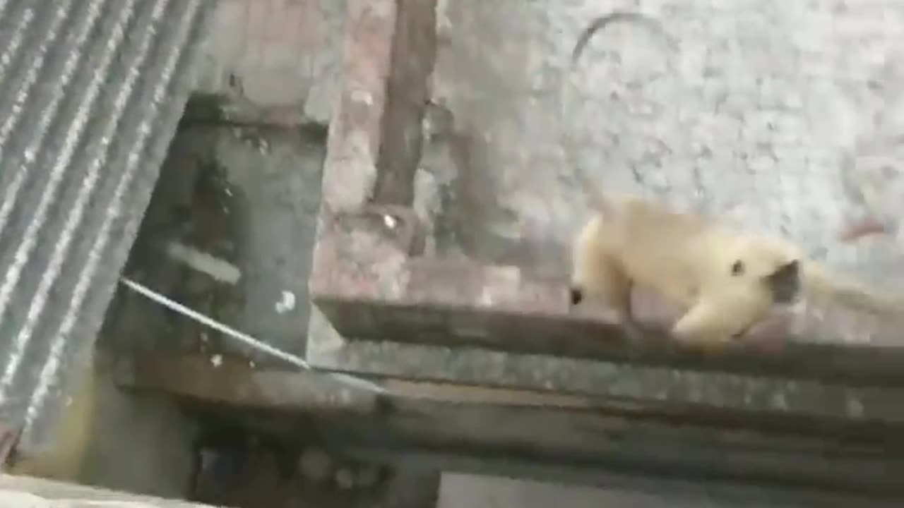 Heartwarming Encounter: Indian Monkey Mom and Baby Approaching for a Delightful Treat