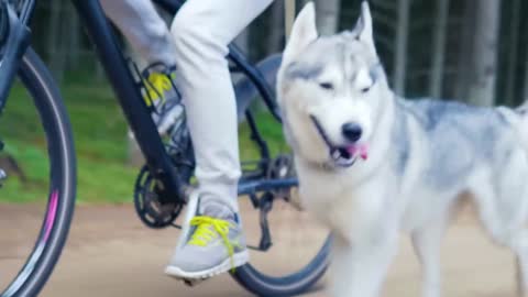 Husky in race with his owner enjoying the nature