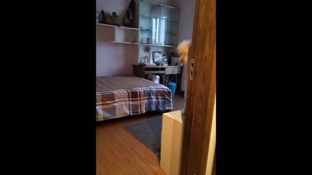 AWW SO FUNNY😂😂 Super Dogs And Cats Reaction Videos (Honest Audio)