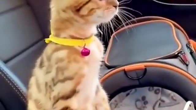 Cat playing funny video