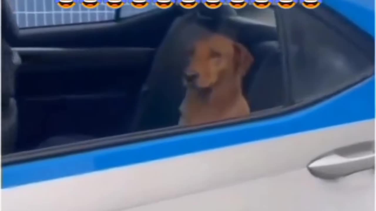 🤣😹 Funny animal videos 😹🤣